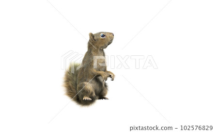 Squirrel with fluffy Fur in standing or jump pose isolated on White Background with Clipping Path. 102576829