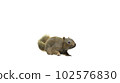 Squirrel with fluffy Fur in standing or jump pose isolated on White Background with Clipping Path. 102576830