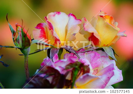 Rose (Riosamba) Rose (Riosamba) 102577145