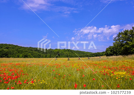 Unrecognisable mountain bikers ride through a beautiful field of poppies in the tuscan countryside, Massa Marittima, Tuscany, Italy Unrecognisable mountain bikers ride through a beautiful field of poppies in the tuscan countryside, Massa Marittima, Tuscany, Italy 102577239