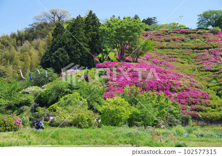 Ancient Izumo King Mausoleum Hill with azaleas in full bloom 102577315