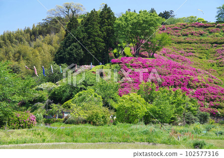 Ancient Izumo King Mausoleum Hill with azaleas in full bloom 102577316