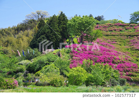 Ancient Izumo King Mausoleum Hill with azaleas in full bloom 102577317