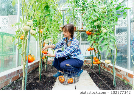 Young smiling woman picking ripe red big beef tomato in green house farm. Harvest of tomatoes. Urban farming lifestyle. Growing organic vegetables in the garden. The concept of food self-sufficiency 102577342