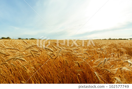 Backdrop of ripening ears of yellow wheat field on the sunset orange sky background. Idea of a rich harvest. Backdrop of ripening ears of yellow wheat field on the sunset orange sky background. Idea of a rich harvest. 102577749