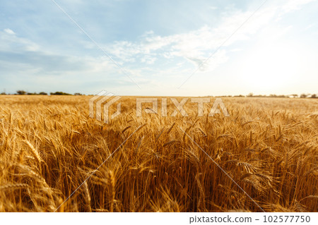 Backdrop of ripening ears of yellow wheat field on the sunset orange sky background. Idea of a rich harvest. Backdrop of ripening ears of yellow wheat field on the sunset orange sky background. Idea of a rich harvest. 102577750