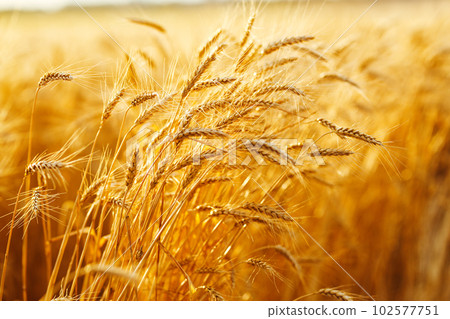 Amazing agriculture sunset landscape.Growth nature harvest. Wheat field natural product. Amazing agriculture sunset landscape.Growth nature harvest. Wheat field natural product. 102577751