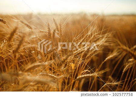 Amazing agriculture sunset landscape.Growth nature harvest. Wheat field natural product. Amazing agriculture sunset landscape.Growth nature harvest. Wheat field natural product. 102577758