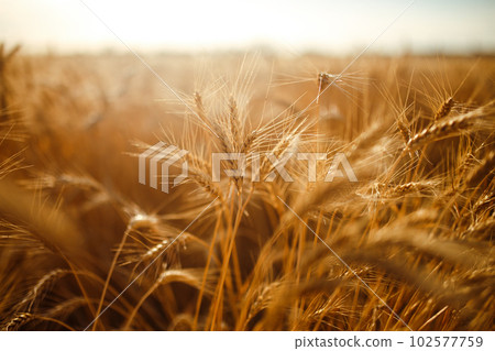 Amazing agriculture sunset landscape.Growth nature harvest. Wheat field natural product. Amazing agriculture sunset landscape.Growth nature harvest. Wheat field natural product. 102577759