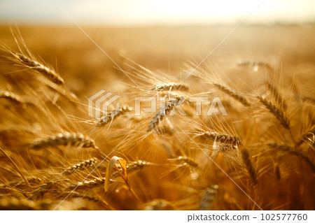 Amazing agriculture sunset landscape.Growth nature harvest. Wheat field natural product. Amazing agriculture sunset landscape.Growth nature harvest. Wheat field natural product. 102577760