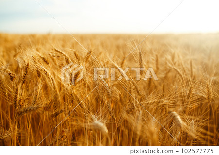 Amazing agriculture sunset landscape.Growth nature harvest. Wheat field natural product. 102577775