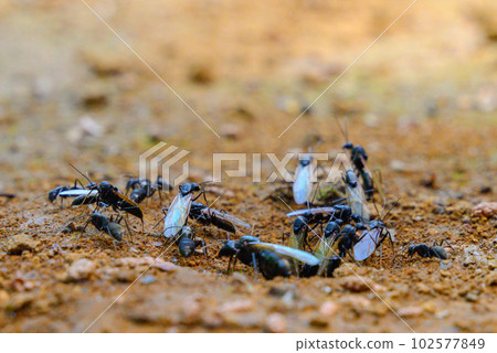 Carpenter ant winged ant (queen) leaving the nest Carpenter ant winged ant (queen) leaving the nest 102577849