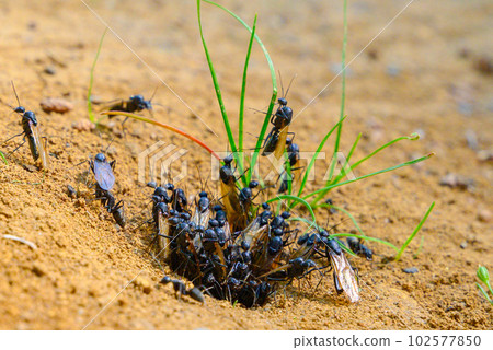 離開巢穴的木蟻翼蟻（女王） 102577850