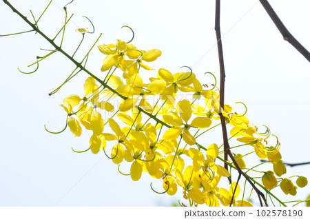 Golden shower , Cassia fistula or pudding pipe tree or yellow flower 102578190