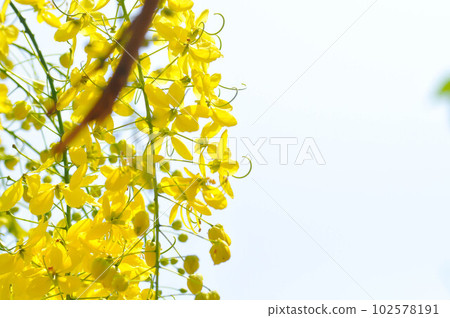Golden shower , Cassia fistula or pudding pipe tree or yellow flower 102578191