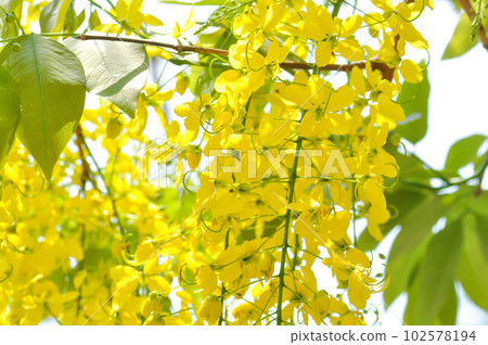 Golden shower , Cassia fistula or pudding pipe tree or yellow flower 102578194