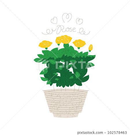 Blooming yellow rose in a pot isolated on white 102578463
