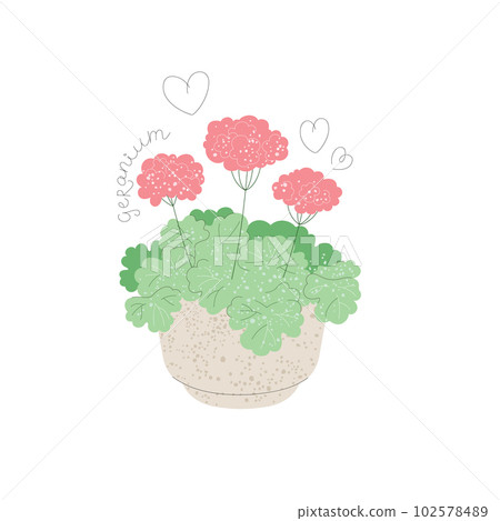 Blooming pink geranium in a pot isolated on white 102578489