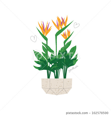 Blooming strelizia in a pot isolated on white Blooming strelizia in a pot isolated on white 102578500