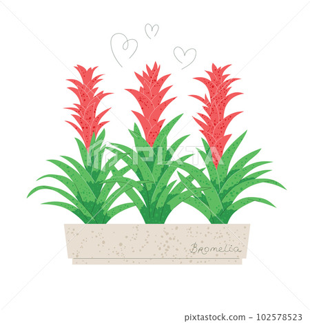 Blooming bromelia in a pot isolated on white 102578523