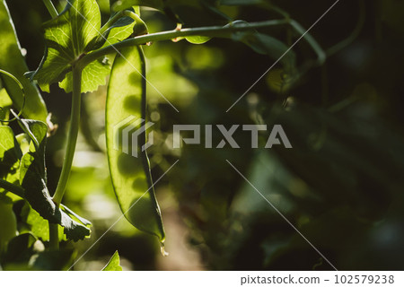 Young peas, a source of vitamins and vegetarian, healthy food. 102579238