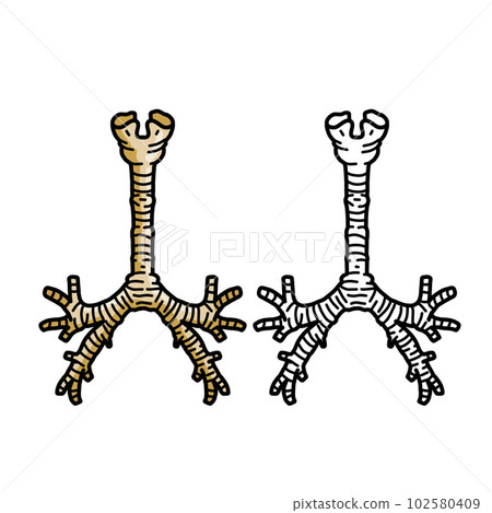 Trachea internal organ. Respiratory tract and larynx. Breathing and medical illustration isolated on white background 102580409