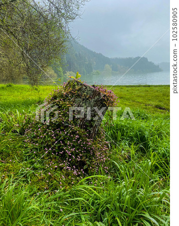 Old tree stump covered with moss and flowers, tropical nature, green grass, Azores island, Portugal Old tree stump covered with moss and flowers, tropical nature, green grass, Azores island, Portugal 102580905