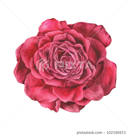 Watercolor botanical illustration. Red rose bud. Isolated on a white background. Hand drawn flower. Design stickers for scrapbooking, stationery, printing on clothing, tableware, cosmetic packaging Watercolor botanical illustration. Red rose bud. Isolated on a white background. Hand drawn flower. Design stickers for scrapbooking, stationery, printing on clothing, tableware, cosmetic packaging 102580915