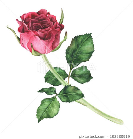 Watercolor botanical illustration. Pink rose with stem and leaves. Hand drawn flower. Isolated on a white background. Clip art bud of a flowering plant. Design stickers, cosmetic packaging, cards Watercolor botanical illustration. Pink rose with stem and leaves. Hand drawn flower. Isolated on a white background. Clip art bud of a flowering plant. Design stickers, cosmetic packaging, cards 102580919
