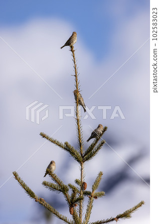 Small Bird sitting on a tree branch with snow mountains in background. Small Bird sitting on a tree branch with snow mountains in background. 102583023