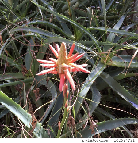 蘆薈花 蘆薈花 102584751