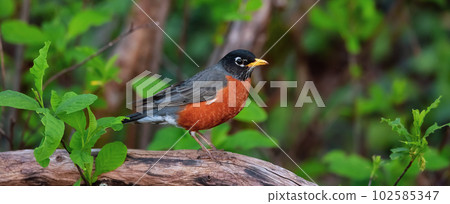 Small Colorfull Bird Sitting on a Branch in a park. Zoom. 102585347