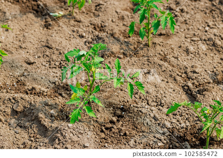 Growing young tomato seedlings in soil of greenhouse 102585472