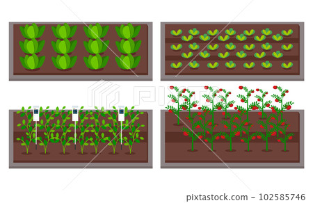 Growing vegetables using modern technology, use greenhouses. Level neat seedlings beds with sensors 102585746
