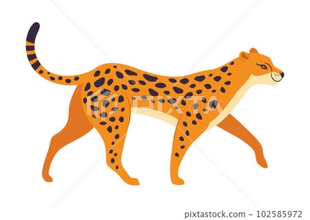 Walking Leopard as Wild Cat with Long Spotted Body Vector Illustration 102585972