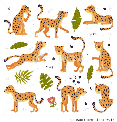 Cute baby leopards set. Beautiful wild predator jungle animals cartoon vector illustration 102586018