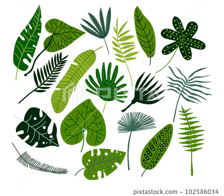 Green tropical leaves set. Exotic plants leaf cartoon vector Green tropical leaves set. Exotic plants leaf cartoon vector 102586034