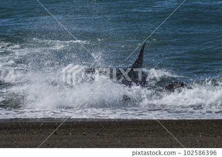 Killer whale hunting sea lions,Peninsula Valdes, Patagonia Argentina 102586396