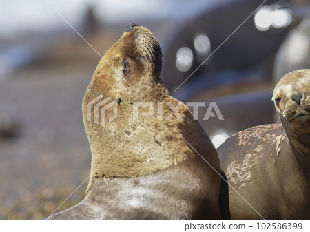 Male Sea Lion , Patagonia, Argentina Male Sea Lion , Patagonia, Argentina 102586399