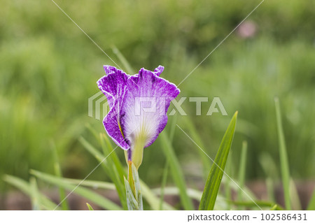 雨季鮮豔的鳶尾花[花草] 102586431