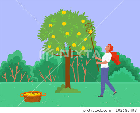 Gardening, farmer picking apples from the tree. Woman harvesting ripe apples and puts in a basket Gardening, farmer picking apples from the tree. Woman harvesting ripe apples and puts in a basket 102586498