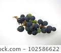 Are wild grapes a nostalgic fruit? 102586622