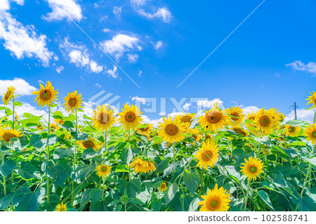 [夏季材料] 明野向日葵田和藍天[山梨縣] 102588741