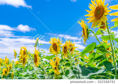 [夏季材料] 明野向日葵田和藍天[山梨縣] 102588742