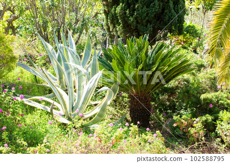 Variegated Century Plant), and sago palm (Cycas revoluta) in a mediterranean garden. Variegated Century Plant), and sago palm (Cycas revoluta) in a mediterranean garden. 102588795