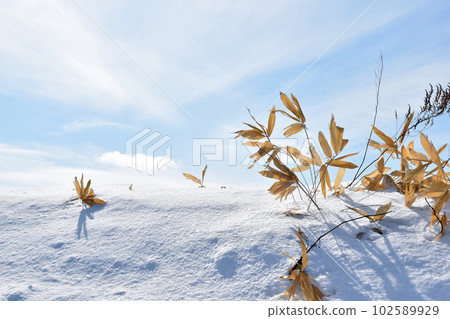 Kumasa and snow Kumasa and snow 102589929