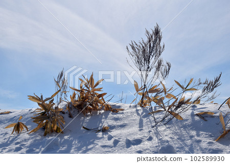 Kumasa and snow Kumasa and snow 102589930