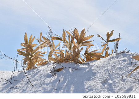 Kumasa and snow 102589931