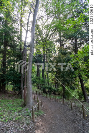 早晨公園的森林走道 102590616