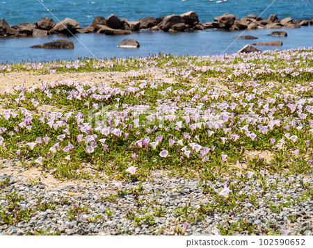 A sandy beach of the Seto Inland Sea (Harimanada) in early summer with bindweed flowers blooming. The coast in Akashi City, Hyogo Prefecture. A sandy beach of the Seto Inland Sea (Harimanada) in early summer with bindweed flowers blooming. The coast in Akashi City, Hyogo Prefecture. 102590652